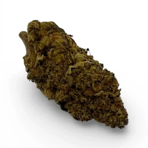 Mimosa