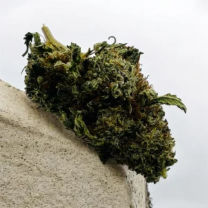 GMO Cookies Small Buds